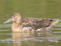 Cinnamon Teal